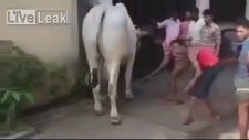 Öküz Adamı Kötü Tepti