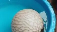 Balon Balığı'nın Tehlike Anında Ne Hale Geldiğini Gördünüz mü?