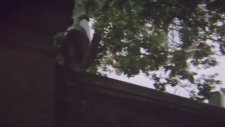 Kedi Gözü Fragman