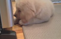 Boomer: The Golden Retriever Puppy