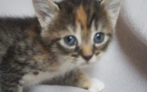 Bu Kedi Annesini İstiyor