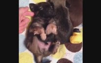 En güzel yavru köpek Vine'ları