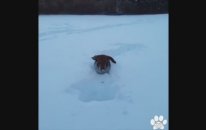 En iyi yavru köpek Vine'ları