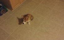 Fıstık ezmesi yiyen yavru köpek