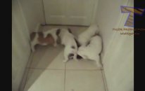 Kediye karşı köpek yavruları