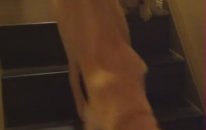Köpek arkadaşına merdivenden inmeyi öğretiyor