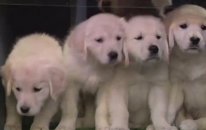 Sahne korkusu yaşayan yavru köpekler