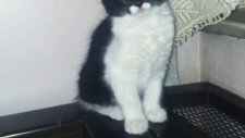 Bu Kedim Çok Tatlı