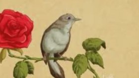 Celaleddin Ada - Bülbül Celaleddin Ada - Bülbül