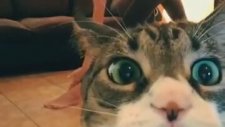 Kızın Videosunu Trolleyen Kedi