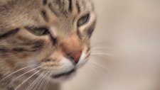 Nine Lives - Cats İn Istanbul