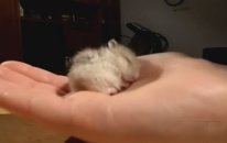 Horlayan Hamster