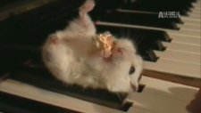 Müzisyen Hamster