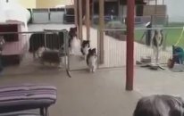 Eğitimli Köpekler Adları İle Yemeğe Çağırılıyor