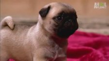Minik Pugların Oyun Zamanı (Çok Tatlı-Animal Planet)