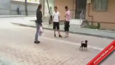 Türk Kızının Köpek Sevgisi Ve Köpekten Korkan Çocuk