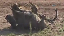 Leopar Yaban Domuzunu Böyle Avladı