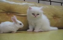 Biri Yavru Kedi, Diğeri Yavru Tavşan