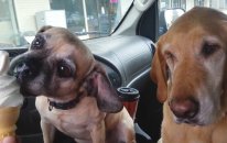 Dondurma Yalayan Köpek