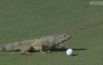 Iguana Golf Oynarsa