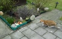 Kedi Tavşan'a Karşı