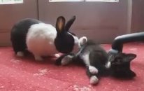 Kedi ve Tavşan Arkadaş Olabilir mi?