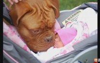 İlk Kez Köpek Gören Bebekler