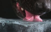 Köpekler Suyu Nasıl İçer ? (HD Ağır Çekim)