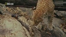 Anne Leoparın Yavrusunu Yiyen Piton ile Mücadelesi