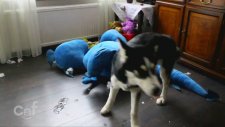 Yaramaz Köpekler İşbaşında