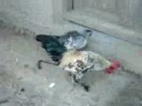 paçalı tavuklarım ve phoenix horozum