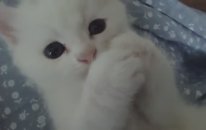 Şeker Kedi Pamuk