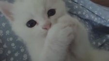 Şeker Kedi Pamuk