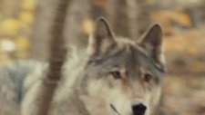 Against The Wild Fragman