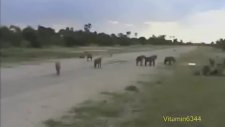 Aslanlar ve Sırtlanlar Alemi