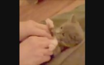 En Komik Kedi Videoları