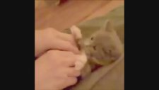 En Komik Kedi Videoları