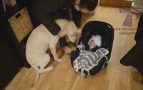 Evin Bebeğiyle İlk Defa Karşılaşan Kedi ve Köpekler