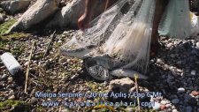 Serpme İle Balık Avı