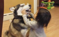 Sibirya Kurdu Husky ile Oynayan Bebek