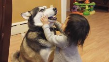 Sibirya Kurdu Husky ile Oynayan Bebek