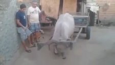 Çalışma Prensipleri Olan Öküz
