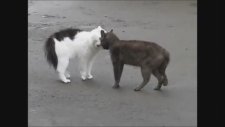 Kedilerin Nefes Kesen Düellosu!