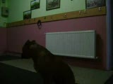 pitbull diego 2