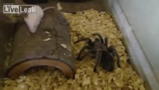 Tarantula Hamster'a Acımadı