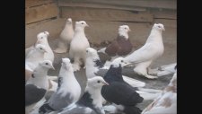 Canlı Canlı (2) Paçalı Güvercinler