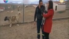 Kangal Köpekleri Üretim Çiftliği