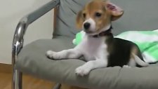 İlk Kez Havlayan Beagle
