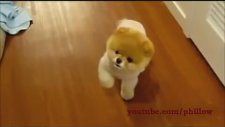 Ünlü Köpek Boo