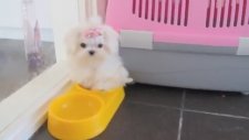 Oyuncak Gibi Tatlı Minik Köpek